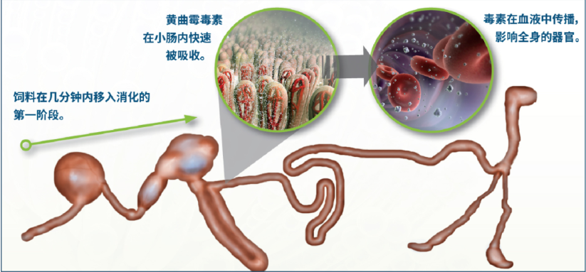 霉菌在肠道内被快速吸收