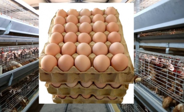 【收藏版】蛋鸡保健方案！配详细的饲料添加剂应用方案！