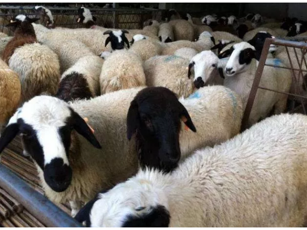 养羊6种常见饲料的正确喂法